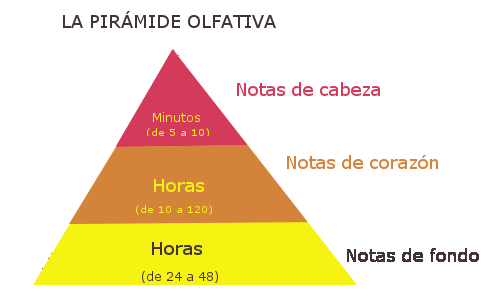 dudas más buscadas de perfumes
